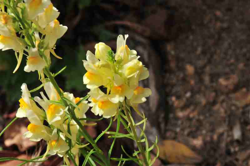 Linaria vulgaris